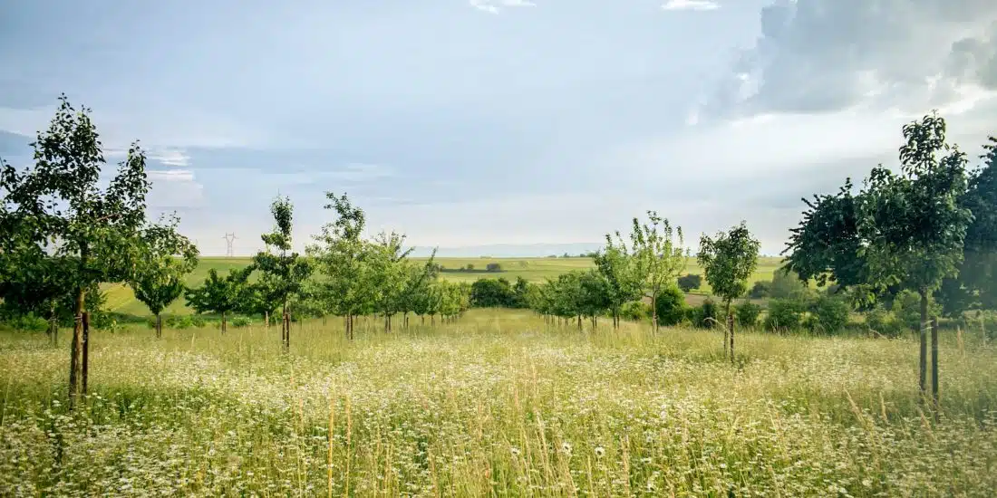 green grass field under blue sky during daytime