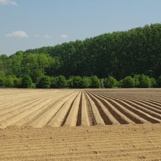 green trees under blue sky during daytime