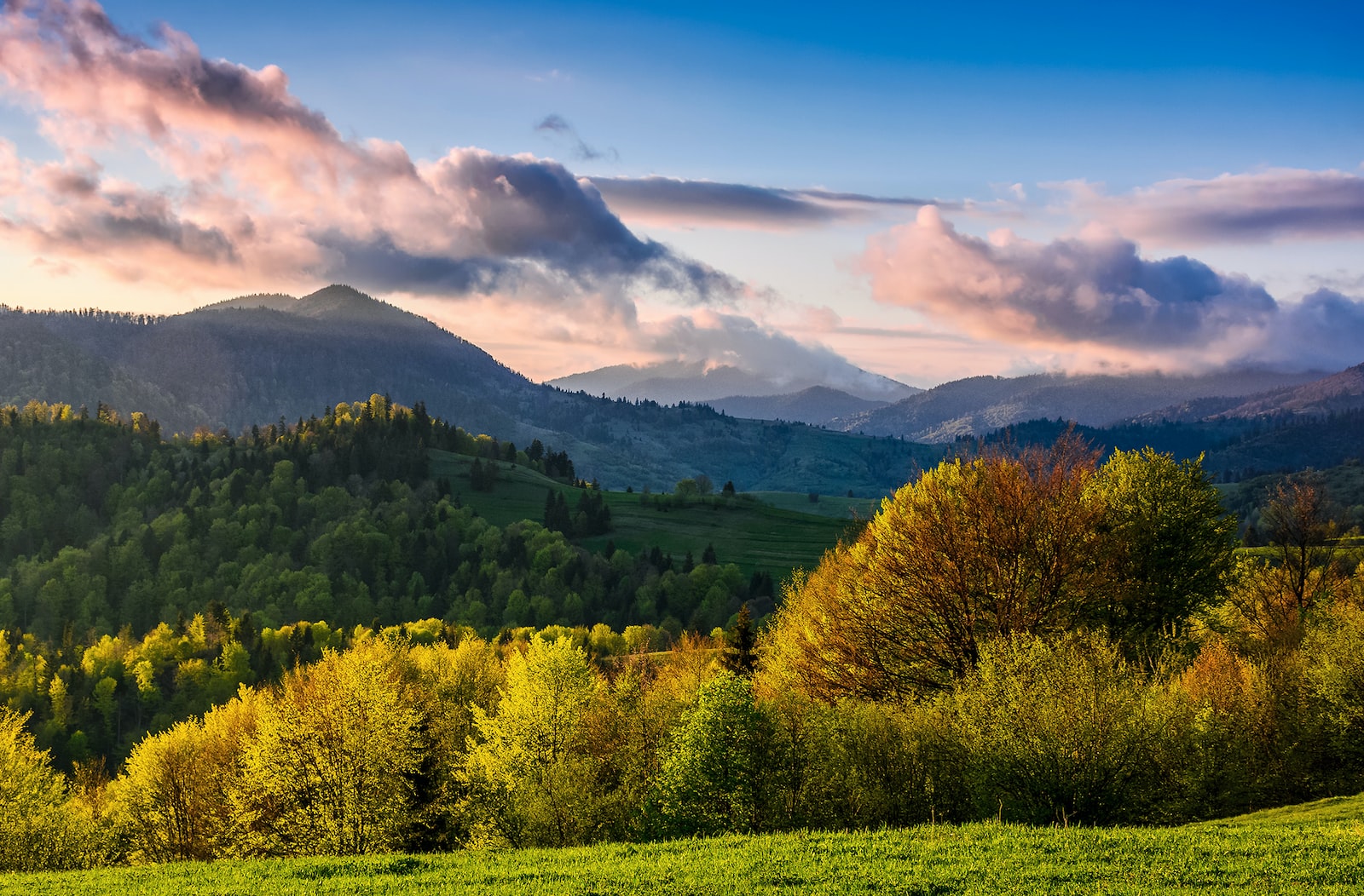 trees under blue sky and white clouds at daytime